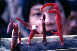 Secrets of the Tribe