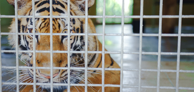 The Dark Web (series)