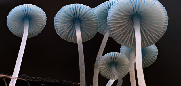 Fungi: Web of Life