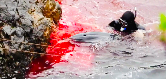 Inside Japan’s Dolphin Trade