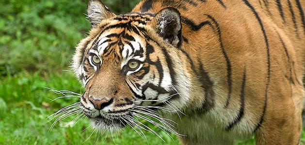 The Rise of Deadly Tiger Attacks