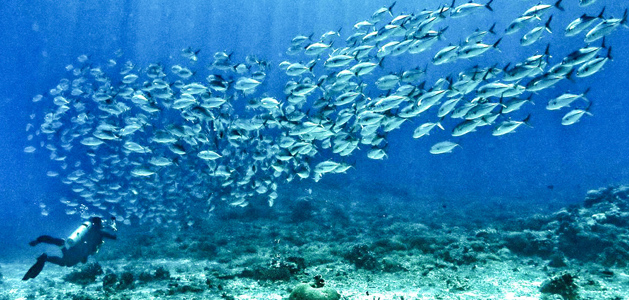 The End of the Line: The Destruction of our Seas