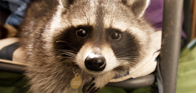 The World’s Cutest Animals