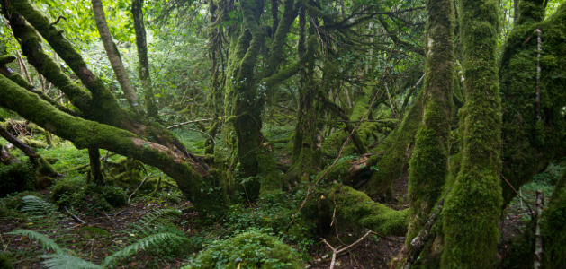 Call of the Forest: The Forgotten Wisdown of Trees