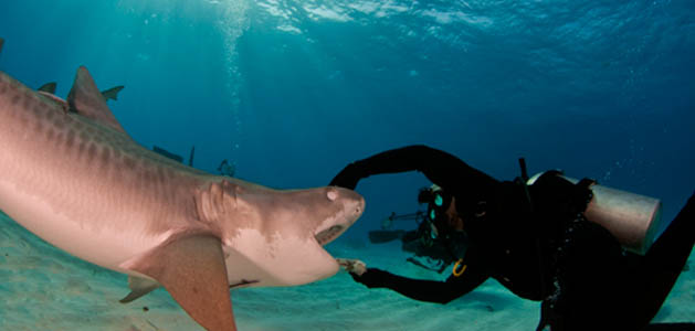 The Shark Con