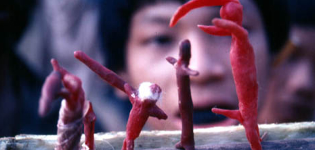 Secrets of the Tribe