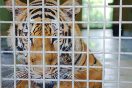 The Dark Web (series)