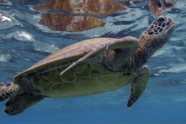 Ocean Odyssey