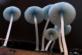Fungi: Web of Life