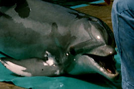 Inside Japan’s Dolphin Trade