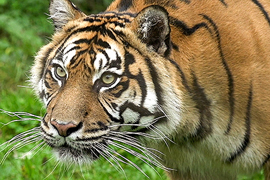 The Rise of Deadly Tiger Attacks