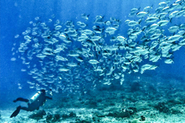 The End of the Line: The Destruction of our Seas
