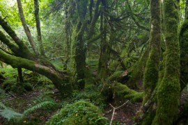 Call of the Forest: The Forgotten Wisdown of Trees